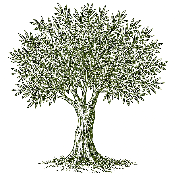 olive_tree